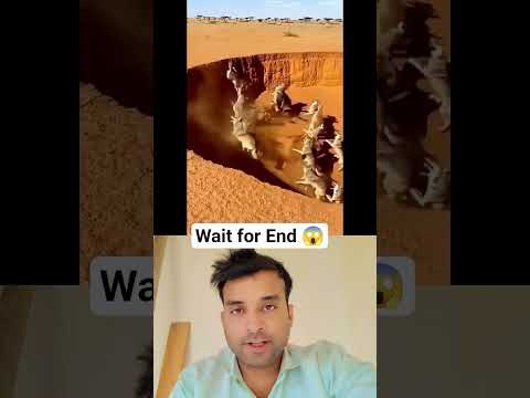 🦘 Kangaroo ka Mastermind Plan Dekhiye kaise bachayi apni jaan #Shorts #Wildlife #Kangaroo #Smartness