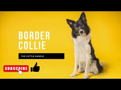 Border Collie the cattle Handle