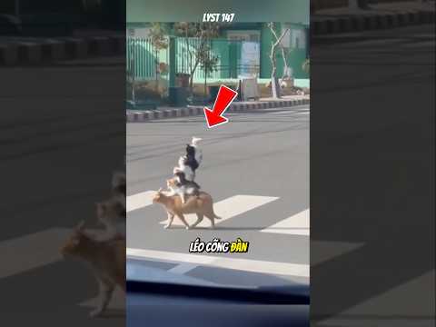 Đáng yêu cảnh Mèo mẹ cõng đàn con băng qua đường. #dongvat #mèo