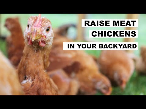 How to Raise MEAT CHICKENS (Homesteaders of America)