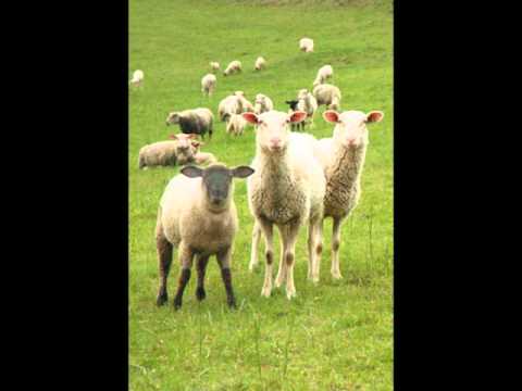 Stanica Projekt - Občan (Bytz Prod)