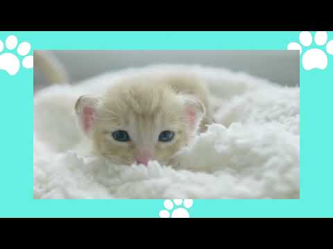 É muita fofura em um só vídeo! Gatinhos fofinhos! Baby cats so cute!