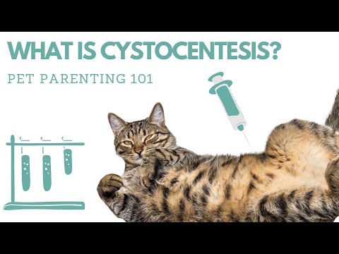 What is cystocentesis?