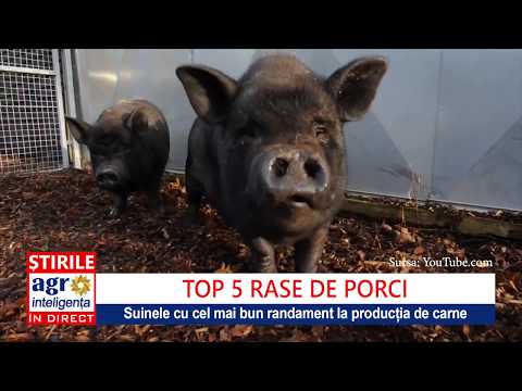 , title : 'Top 5 rase de porci pentru producția de carne'