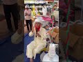 Mutta Tailam