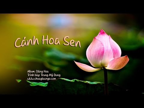 Cánh hoa sen