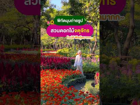 🌷 แจกพิกัด มุมถ่ายรูป สวนดอกไม้ ที่ จตุจักร มู้ดดี ไวบ์ดีมากก🌸☀️ #วันหยุด #สวนดอกไม้ #ถ่ายรูป