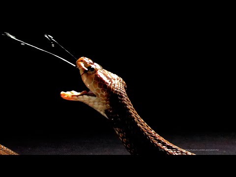 Spitting cobra venoms evolved to cause extreme pain.