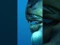 The Sex Shifting Fish 4KUHD Blue Planet II BBC Earth Shorts