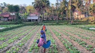 Download lagu PETANI MADURA BEKERJA KERAS MENYIRAM TEMBAKAU UNTUK ANDA HISAP mp3