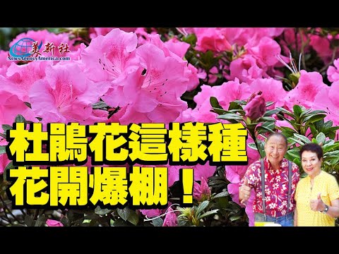 門口可以種杜鵑花嗎