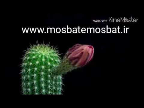 اهنگ فوق العاده شاد و انرژی بخش "ممنونم"