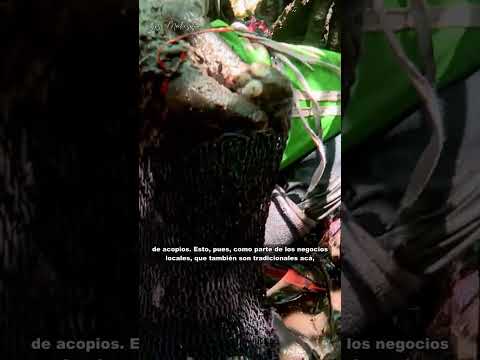 El trabajo de los Concheros en El Realejo - Chinandega 🐚