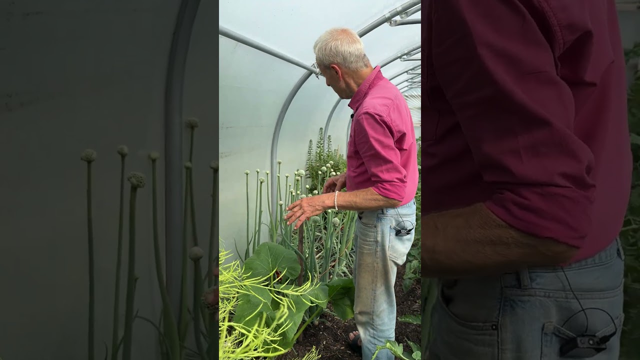 Easy Seed Saving Tips & Upcoming Workshop in Germany | No Dig Gardening