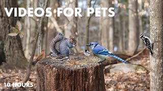Cat TV for Cats to Watch 😺 - 10 Hours of Squirrels, Birds and Chipmunks in the Forest- Apr 04, 2024