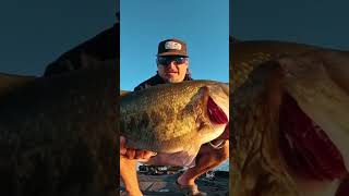 Giant Northern Strain Largemouth Bass