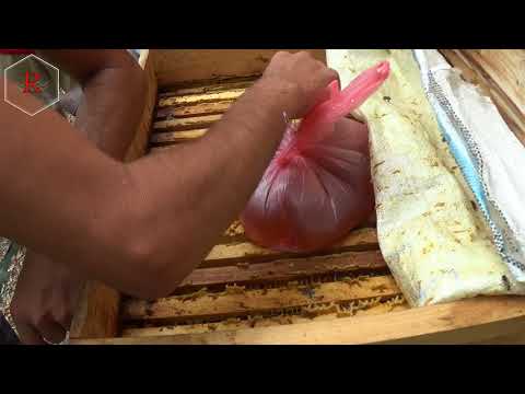 Профилактика пчелы ЕдК на апиулье