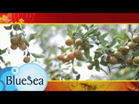 Ngày đầu xuân - Minh Kỳ