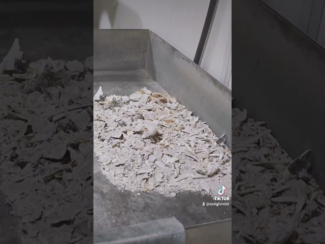 Vídeo relacionado con Comemori urna funeraria en forma de gato durmiendo, color marrón claro (beige, arena)