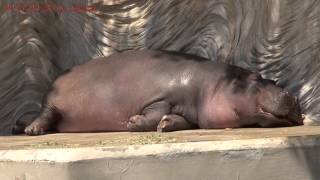 preview picture of video 'Japan Trip 2013 Tokyo Hippopotamus Basking in the sun. Ueno Zoo  431'