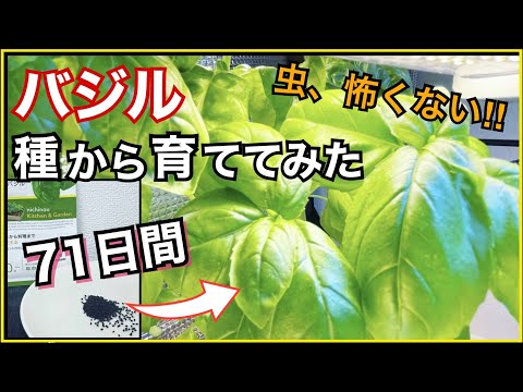 バジルの繁殖: 新しい植物を育てる方法 植物