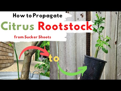 How to Grow Citrus Rootstock From Cuttings (Water/Sucker Shoots)