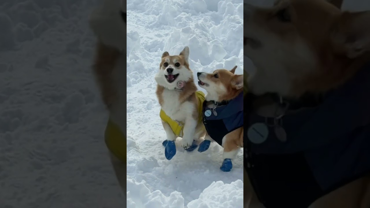 She turns into the energizer bunny when it snows 🤣