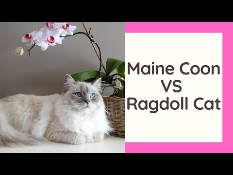 Maine Coon VS Ragdoll