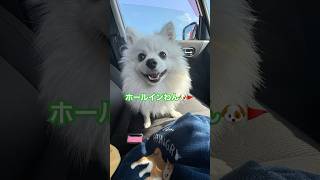 【ポメチワ琥珀♂】#ポメチワ#ポメチワ男の子#白ポメチワ#ミックス犬#生後7ヶ月#バケツ#ホールインワン#犬との暮らし