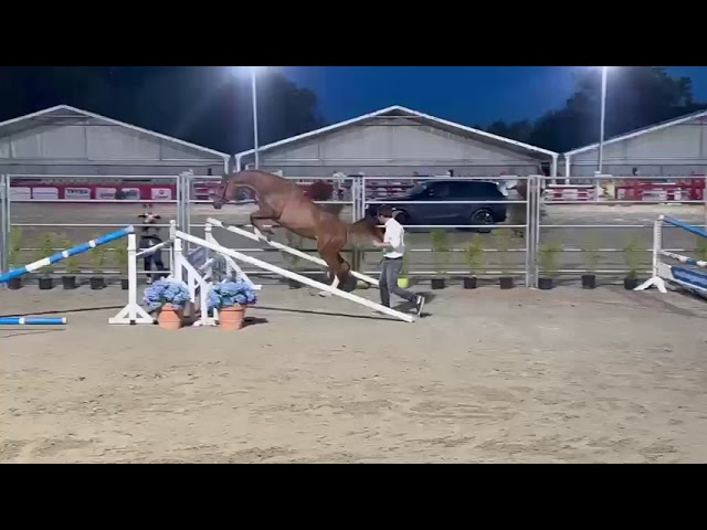 Jument de 3ans par Kannan