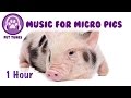 Music For Micro Pigs Micro Pig Music Relax And Calm Your Pig With Soothing Music For Pets