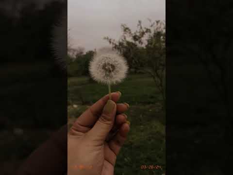 kis kis ne esko dekha or udaya hai#himachalwheather #naturelovers #love #himachal #supportmychannel