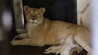 Newborn white lion cubs in Tbilisi Zoo