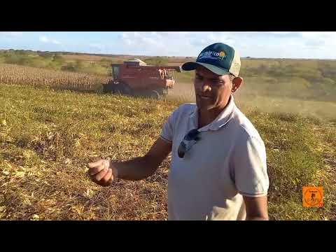 PARTE FINAL, AGRICULTURA EM CARIRA-SE, SAFRA 2025