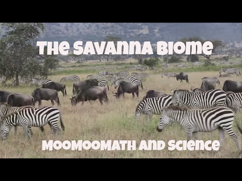 Savanna Grassland Biome Facts