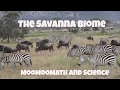 Savanna Grassland Biome Facts