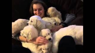 This is what puppy heaven would look like