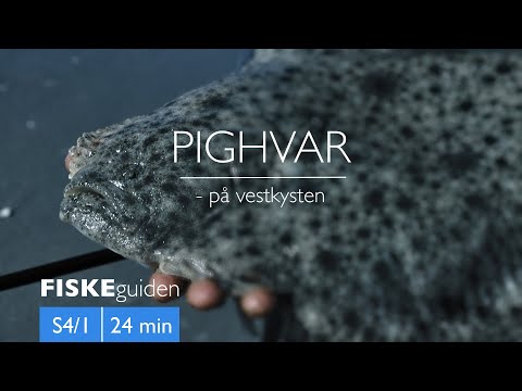 Pighvar på den jyske vestkyst