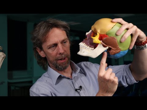 Base of skull anatomy, cranial nerves and blood vessels