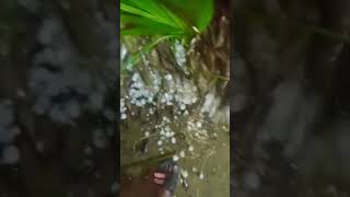 Hail Stones rain down  #viral #youtubeshorts #shorts #short ❤️ 😍 💖 🌧 🌦  ⛈️ ☔️