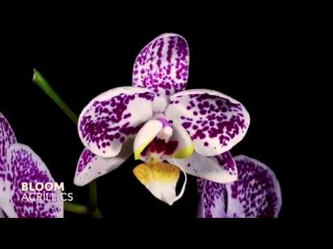 Acrillics - Bloom