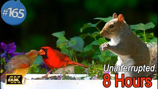 Cat TV 😻 8 Hours of Birds 🐦 & Squirrels 🐿 Uninterrupted TV for Cats Calming Nature and Bird Sounds