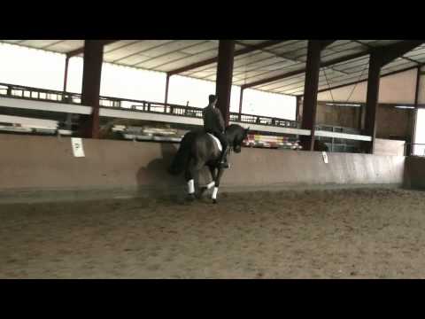 Saint Tropez *2002 www.pferdesportservice.de