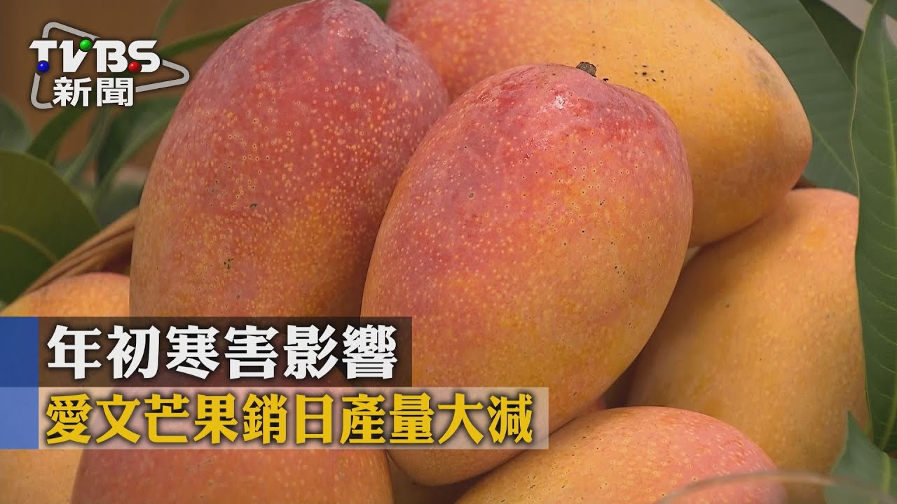 年初寒害影響　愛文芒果銷日產量大減