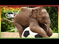 ZOBOOMAFOO CUTE ANIMALS Full Episode Animal Shows For Kids TV Shows For Children