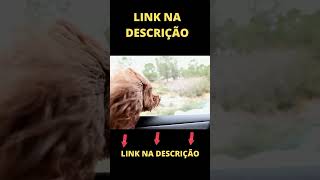 Como divertir o seu CO!!! - How to amuse your DOG!!! #shorts