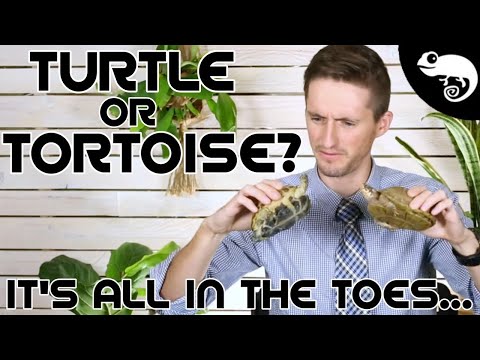 image-Are tortoises considered turtles?