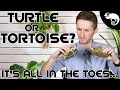 Turtle, Tortoise or Terrapin?