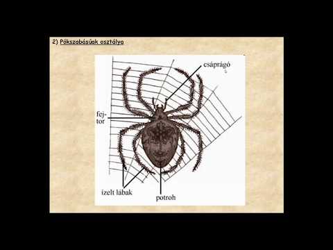 mi a különbség az izomfájdalom és az ízületek között nagymama közös kezelési recept