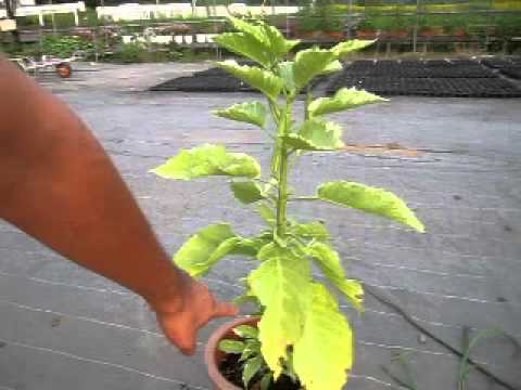 園芸 裁きのスカーレット・トランペット、スカーレット・エンジェルズ・トランペット、スカーレット・ダチュラ、ブラッド・ブルグマンシア